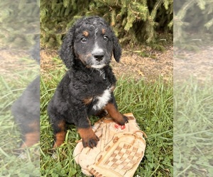 Bernedoodle (Miniature) Puppy for sale in MIDDLEBURY, IN, USA