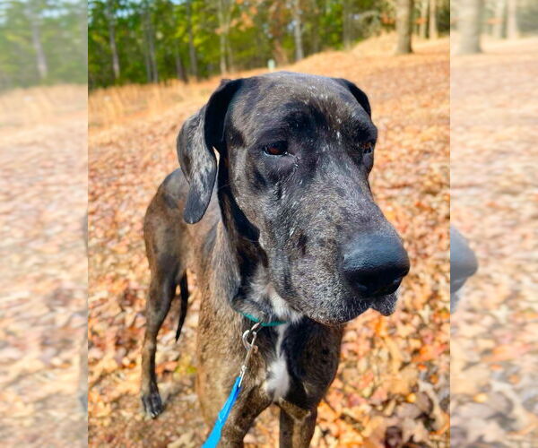 Medium Photo #1 Great Dane-Unknown Mix Puppy For Sale in Bullard, TX, USA