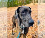 Small Great Dane Mix