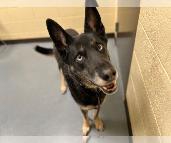 Medium Photo #1 Gerberian Shepsky Puppy For Sale in Denver, CO, USA