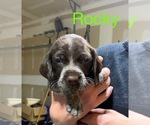 Small Photo #4 Wirehaired Pointing Griffon Puppy For Sale in LEBANON, OH, USA