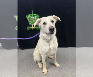 Labrenees Dogs for adoption in Euless, TX, USA