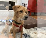 Small Photo #19 Labrador Retriever-Unknown Mix Puppy For Sale in Oakhurst, NJ, USA