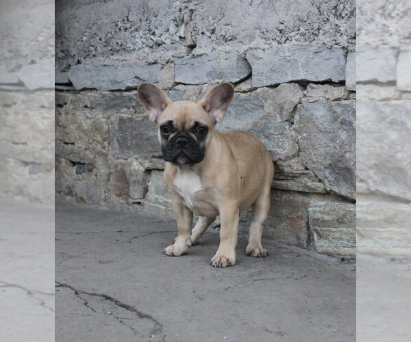 Medium Photo #1 French Bulldog Puppy For Sale in KATY, TX, USA
