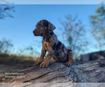 Small #18 Catahoula Leopard Dog