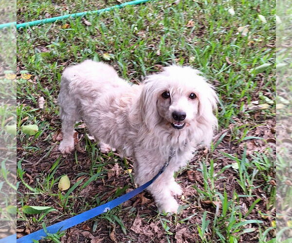 Medium Photo #3 Mal-Shi Puppy For Sale in Missouri City, TX, USA