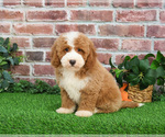 Small #4 Goldendoodle mix (+ Poodle Miniature)