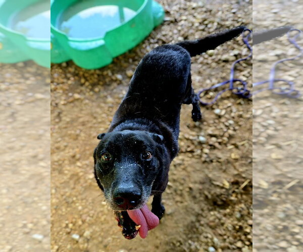 Medium Photo #1 Mutt Puppy For Sale in Jackson, MS, USA