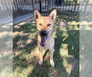 Shiba Inu-Unknown Mix Dogs for adoption in Riverside, CA, USA