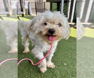 Maltipoo (Miniature) Dogs for adoption in Woodland, CA, USA