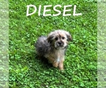 Small #1 Shorkie Tzu