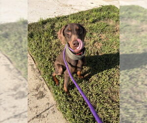 Doberman Pinscher Dogs for adoption in Derwood, MD, USA