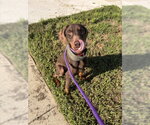 Small Doberman Pinscher