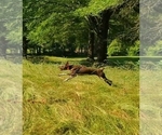 Small Photo #5 German Shorthaired Pointer Puppy For Sale in BLUE SPRINGS, MS, USA