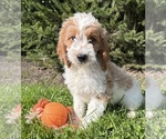 Small #3 Goldendoodle mix (+ Poodle Miniature)