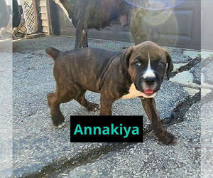 Medium America Bandogge Mastiff