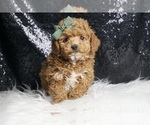 Small #2 Poodle (Toy)