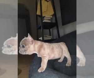 Medium French Bulldog