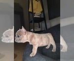 Puppy Ray Charles French Bulldog