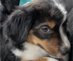 Small Photo #9 Miniature Australian Shepherd Puppy For Sale in PLACERVILLE, CA, USA