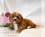 Small #2 Cavapoo (Miniature)