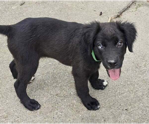 Medium Photo #4 Colonial Cocker Spaniel-Unknown Mix Puppy For Sale in Lee's Summit, MO, USA