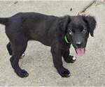 Small #3 Colonial Cocker Spaniel Mix