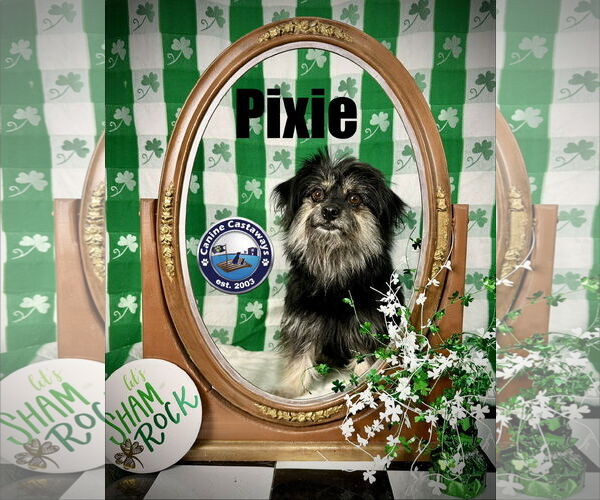 Medium Photo #5 Havanese-Unknown Mix Puppy For Sale in Arcadia, FL, USA