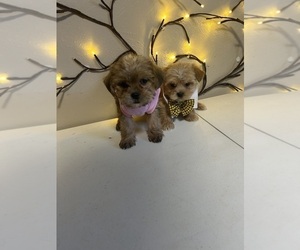 Shorkie Tzu Puppy for sale in VIRGINIA BEACH, VA, USA