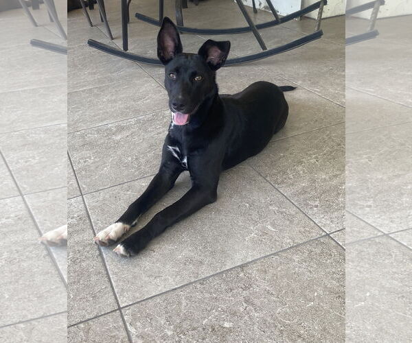 Medium Photo #19 Black Mouth Cur-Unknown Mix Puppy For Sale in Palatka, FL, USA