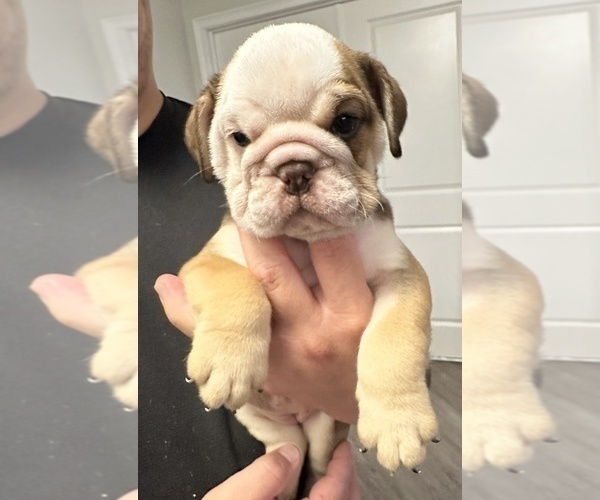 Medium Photo #5 English Bulldog Puppy For Sale in WEEKI WACHEE, FL, USA