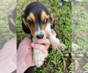 Beagle Puppy for sale in CARROLLTON, GA, USA