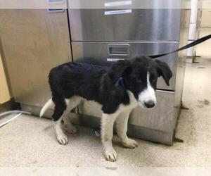 Border Collie-Unknown Mix Dogs for adoption in Riverside, CA, USA