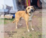 Small #1 Black Mouth Cur-Labrador Retriever Mix