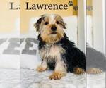 Small Photo #5 Yorkshire Terrier Puppy For Sale in ALGOOD, TN, USA