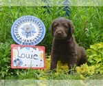 Puppy 8 Labradoodle-Labrador Retriever Mix