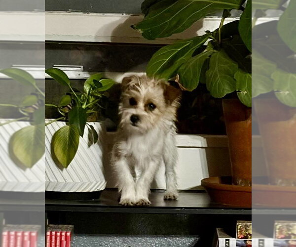 Medium Photo #1 Mutt Puppy For Sale in Grafton, WI, USA