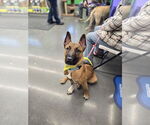 Small Photo #7 Mutt Puppy For Sale in Minneapolis, MN, USA