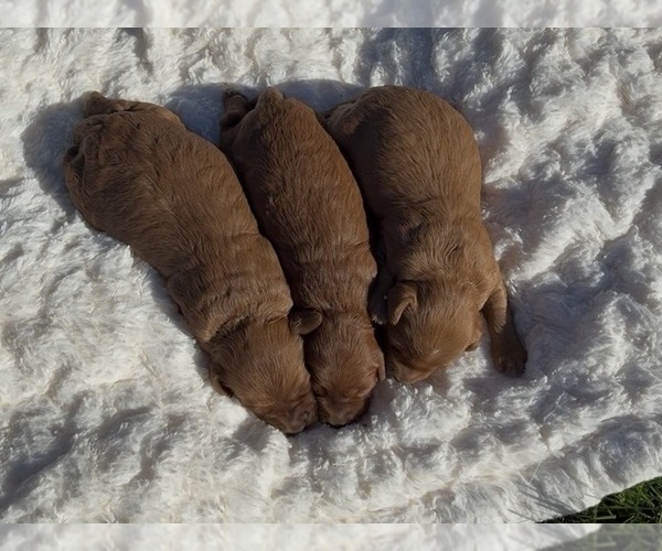 Medium Photo #2 Goldendoodle (Miniature) Puppy For Sale in RANDOLPH, WI, USA