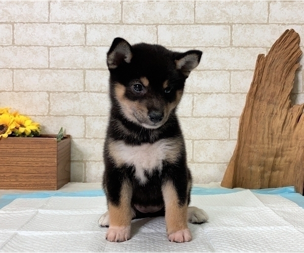 Medium Photo #5 Shiba Inu Puppy For Sale in DALLAS, TX, USA