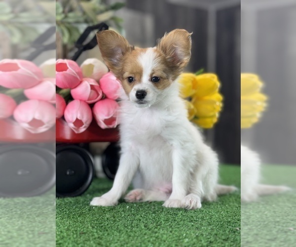 Medium Photo #9 Papillon Puppy For Sale in CANOGA, NY, USA