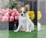 Small #8 Papillon