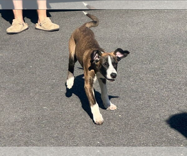 Medium Photo #7 Labrador Retriever-Unknown Mix Puppy For Sale in Chester, VA, USA