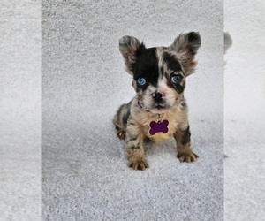 French Bulldog Puppy for sale in INDIANAPOLIS, IN, USA