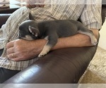 Small Photo #7 French Bulldog Puppy For Sale in VACAVILLE, CA, USA