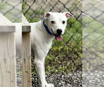 Small #4 Mutt