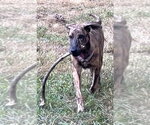 Small Photo #3 German Shepherd Dog-Plott Hound Mix Puppy For Sale in Cary, NC, USA