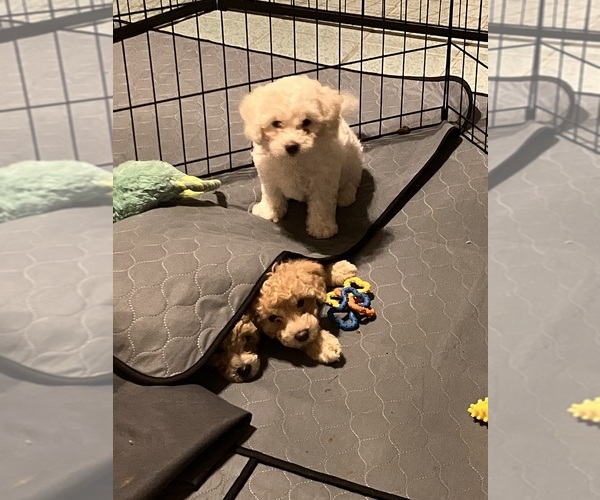 Medium Photo #3 Poochon Puppy For Sale in AUBURN, MA, USA