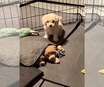 Small #2 Poochon