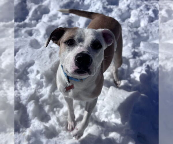 Medium Photo #12 Mutt Puppy For Sale in Boston, MA, USA